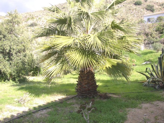 Der Garten