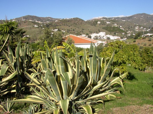 der Garten