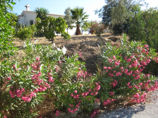 der Garten