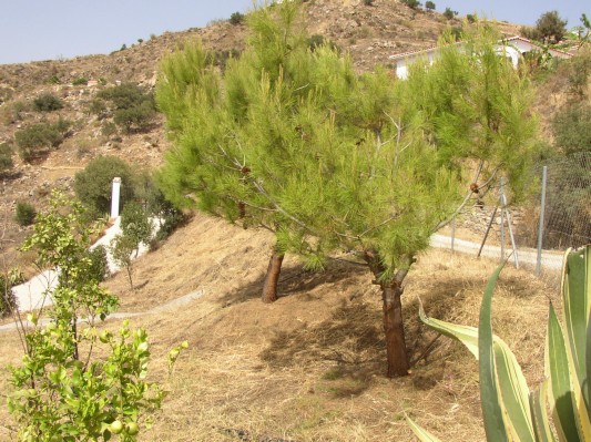 der Garten
