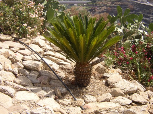 Eine Palme