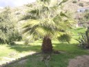Der Garten